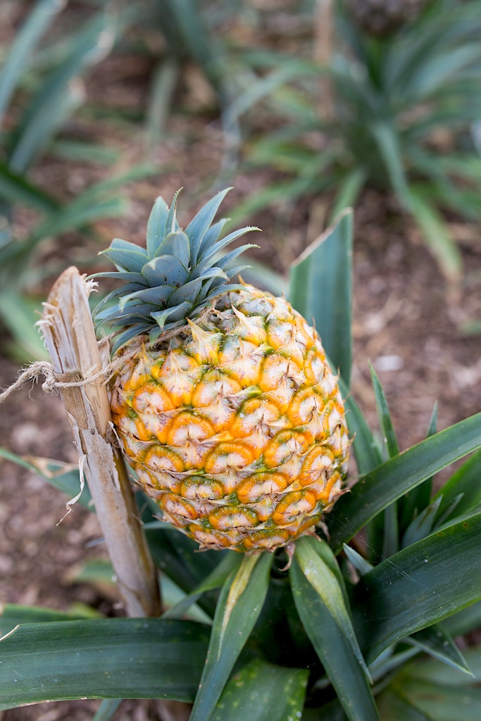 A photo of an adorable, yellow, sweet pineapple which was produced in the Azores on the island of São Miguel. A tiny pineapple but a bit part of Portuguese Cuisine.